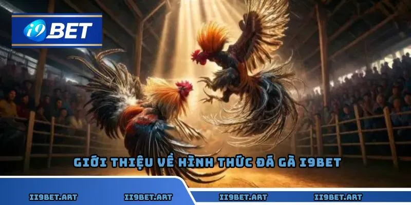 Trải nghiệm mới mẻ khi tham gia tại đá gà I9bet