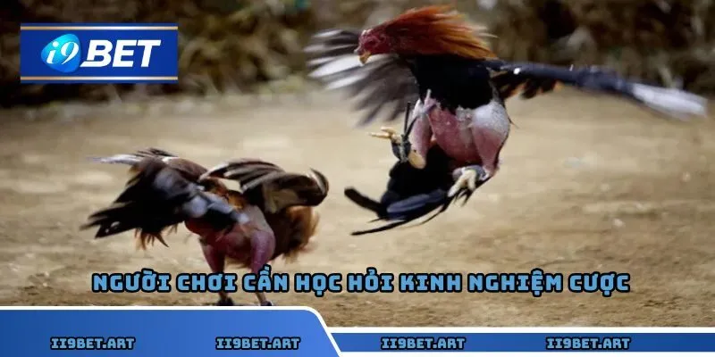 Giới thiệu về hình thức đá gà I9bet